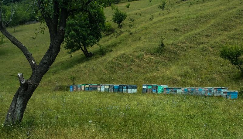 the beekeepers of Romania.